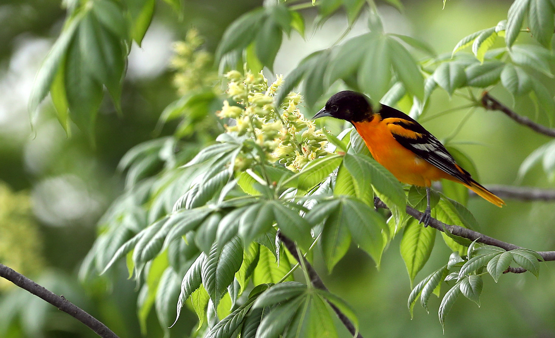 051120bp-wild-art-oriole
